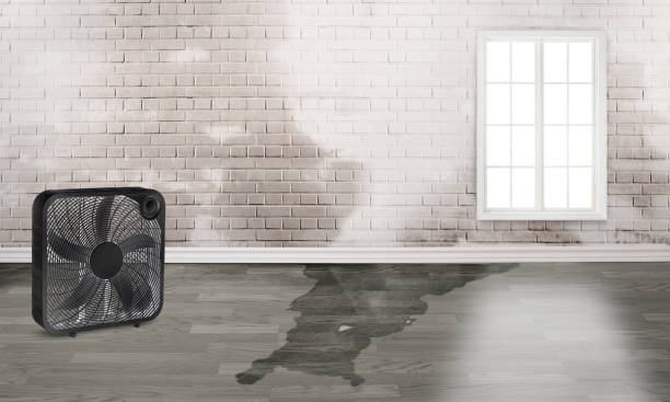 Best Sewage cleanup and water damage restoration  in Taylor, AL